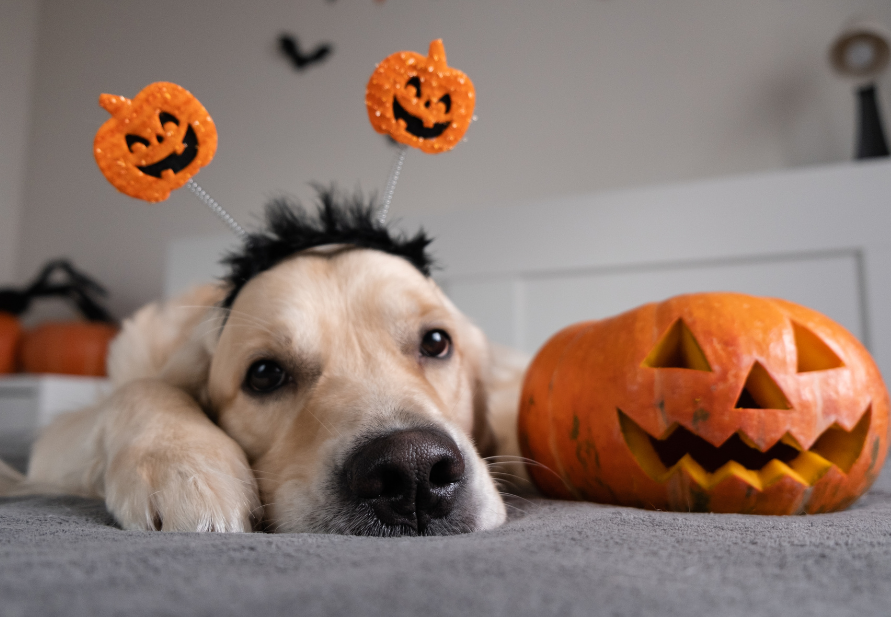 Halloween y mascotas